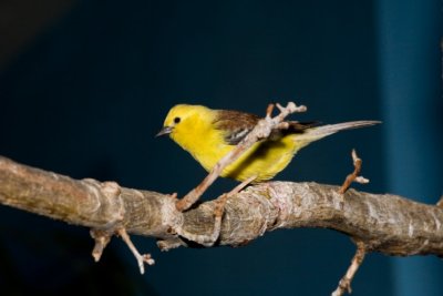 Aviary zoo- 19021807.jpg