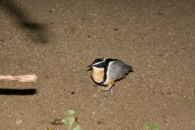 Aviary zoo- 22021807.jpg