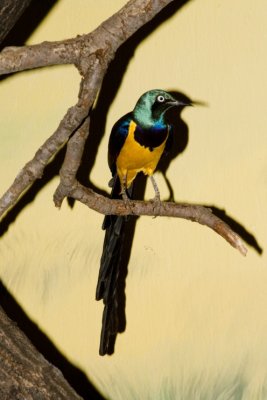 Aviary zoo- 23021807.jpg