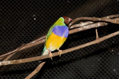 Aviary zoo- 24021807.jpg