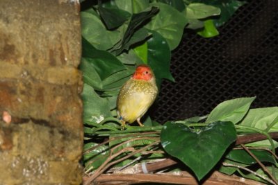 Aviary zoo- 25021807.jpg