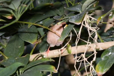 Aviary zoo- 26021807.jpg