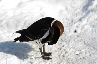 Ducks zoo- 01021807.jpg