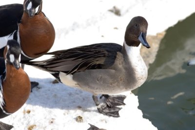 Ducks zoo- 02021807.jpg