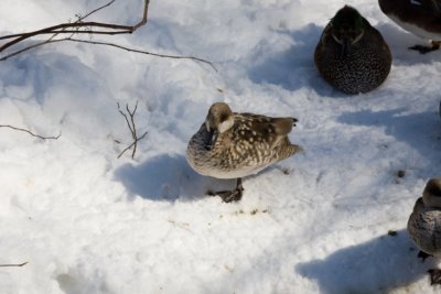 Ducks zoo- 03021807.jpg