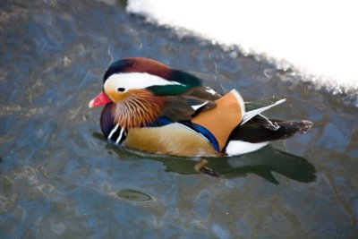 Ducks zoo- 04021807.jpg