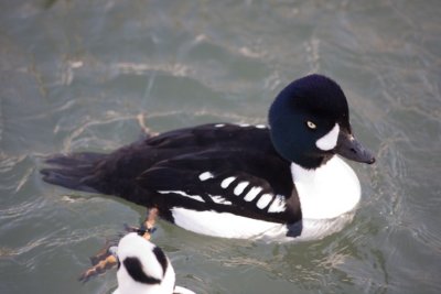 Ducks zoo- 05021807.jpg