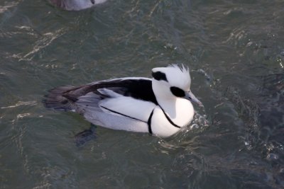 Ducks zoo- 06021807.jpg