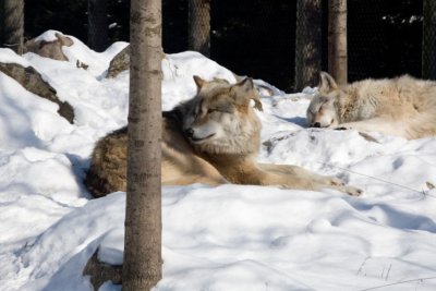 Grey Wolf- 08021807.jpg
