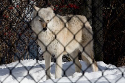 Grey Wolf-03021807.jpg