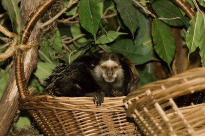 Monkey zoo- 01-021807.jpg