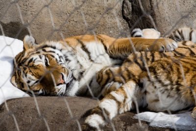 Tiger-06021807.jpg