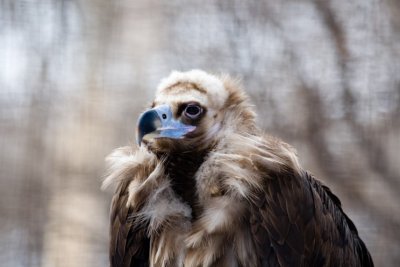 Vulture-01021807.jpg