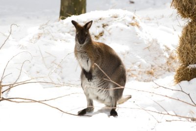 Wallabe- 01021807.jpg