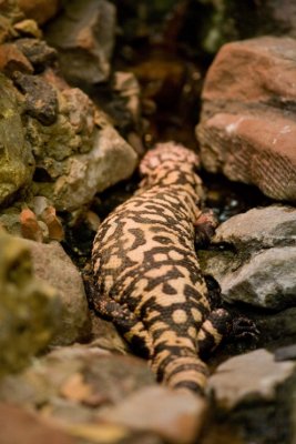 amphibian zoo- 02021807.jpg
