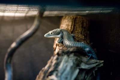 amphibian zoo- 05021807.jpg