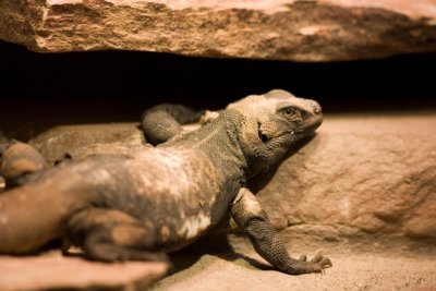 reptile zoo- 06021807.jpg