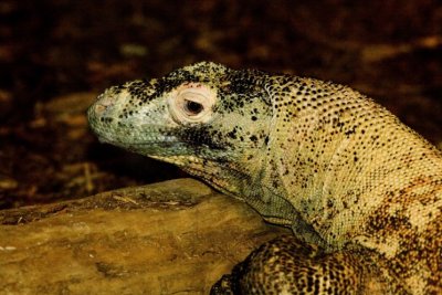reptile zoo- 07021807.jpg