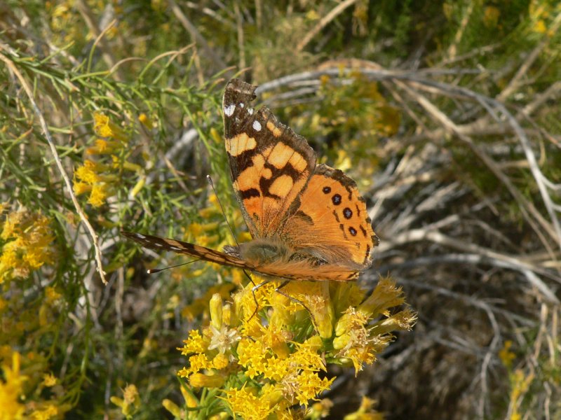 West Coast Lady (Vanessa annabella)