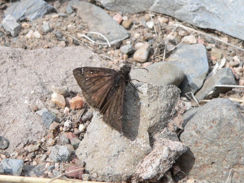 Erynnis sp