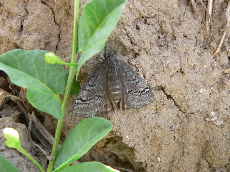 Sleepy Duskywing (Erynnis brizo brizo)
