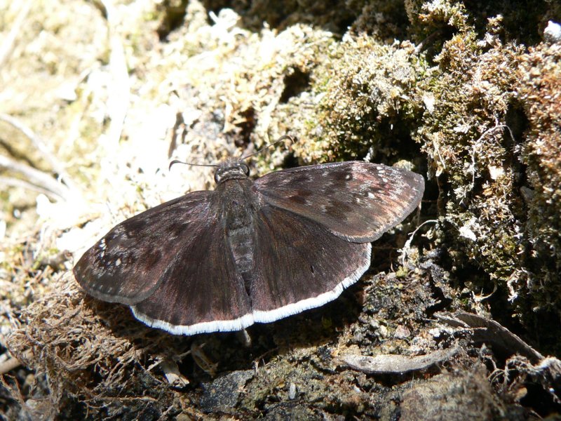 Funereal Duskywing (Erynnis funeralis)