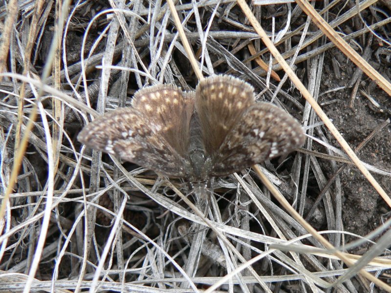 Afranius Duskywing (Erynnis afranius)