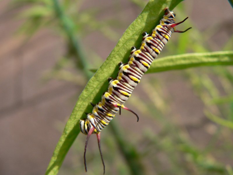 Queen (Danaus gilippus thersippus) - larva