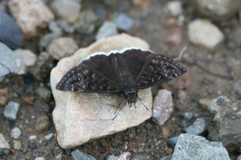 Mornful Duskywing (Erynnis tristus tatius)