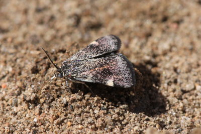 Sumkinda itty-bitty moth