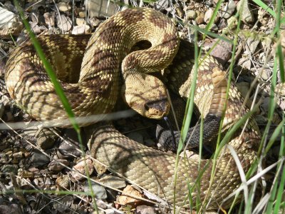 Black-Tailed Rattlesnake