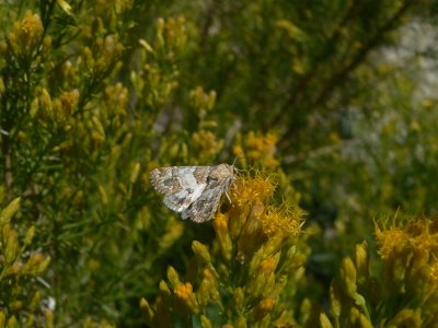 Schinia albafasciata