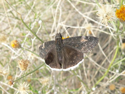 Funereal Duskywing (Erynnis funeralis)