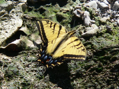 Two-tailed Swallowtail (Papilio multicaudata)