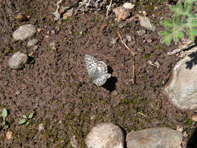 Desert Checkered Skipper (Pyrgus philetas)