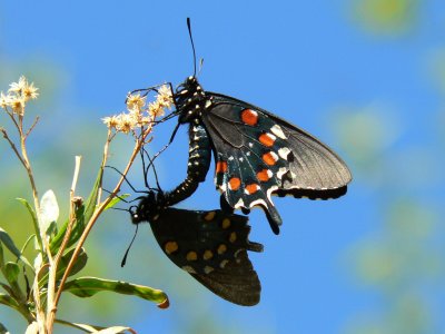 Pipevine Swallowtail (Battus philenor) - coupled pair