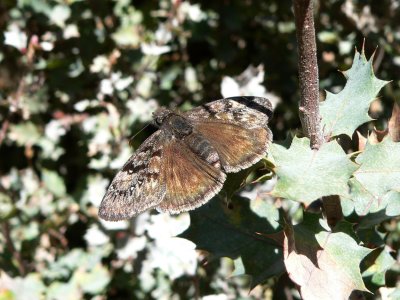 Meridian Duskywing (Erynnis meridianus)