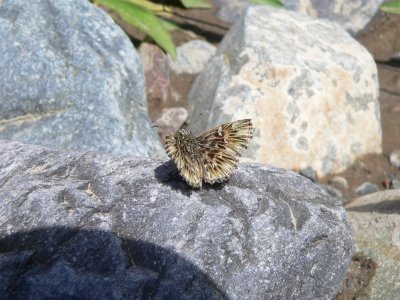 Common Streaky-Skipper (Celotes nessus)