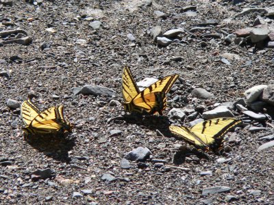 Two-tailed Swallowtail (Papilio multicaudata)