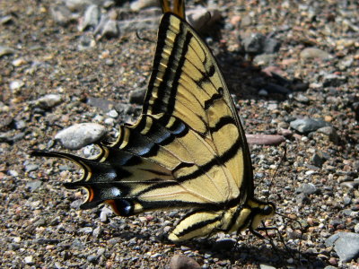 Two-tailed Swallowtail (Papilio multicaudata)