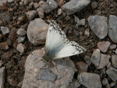 Northern White-Skipper  (Heliopetes ericetorum) - male