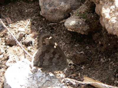 Acacia Skipper (Cogia hippalus hippalus)