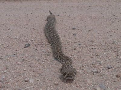 Western Diamondback Rattlesnake