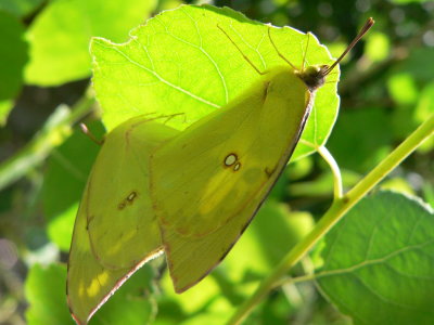 Southern Dogface (Zerene cesonia cesonia) - coupled pair