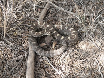 Arizona Black Rattlesnake