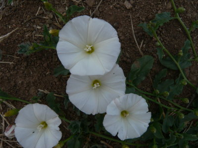 Field Bindweed