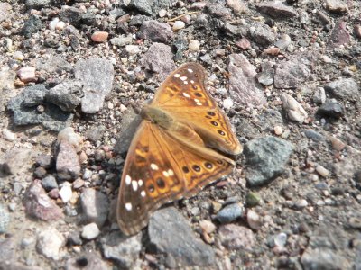 Empress Leilia (Asterocampa leilia)