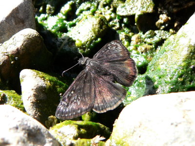 Erynnis sp