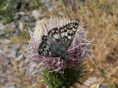 Common/White Checkered-Skipper (Pyrgus communis/albescens)