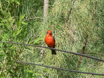 Vermillion Flycatcher